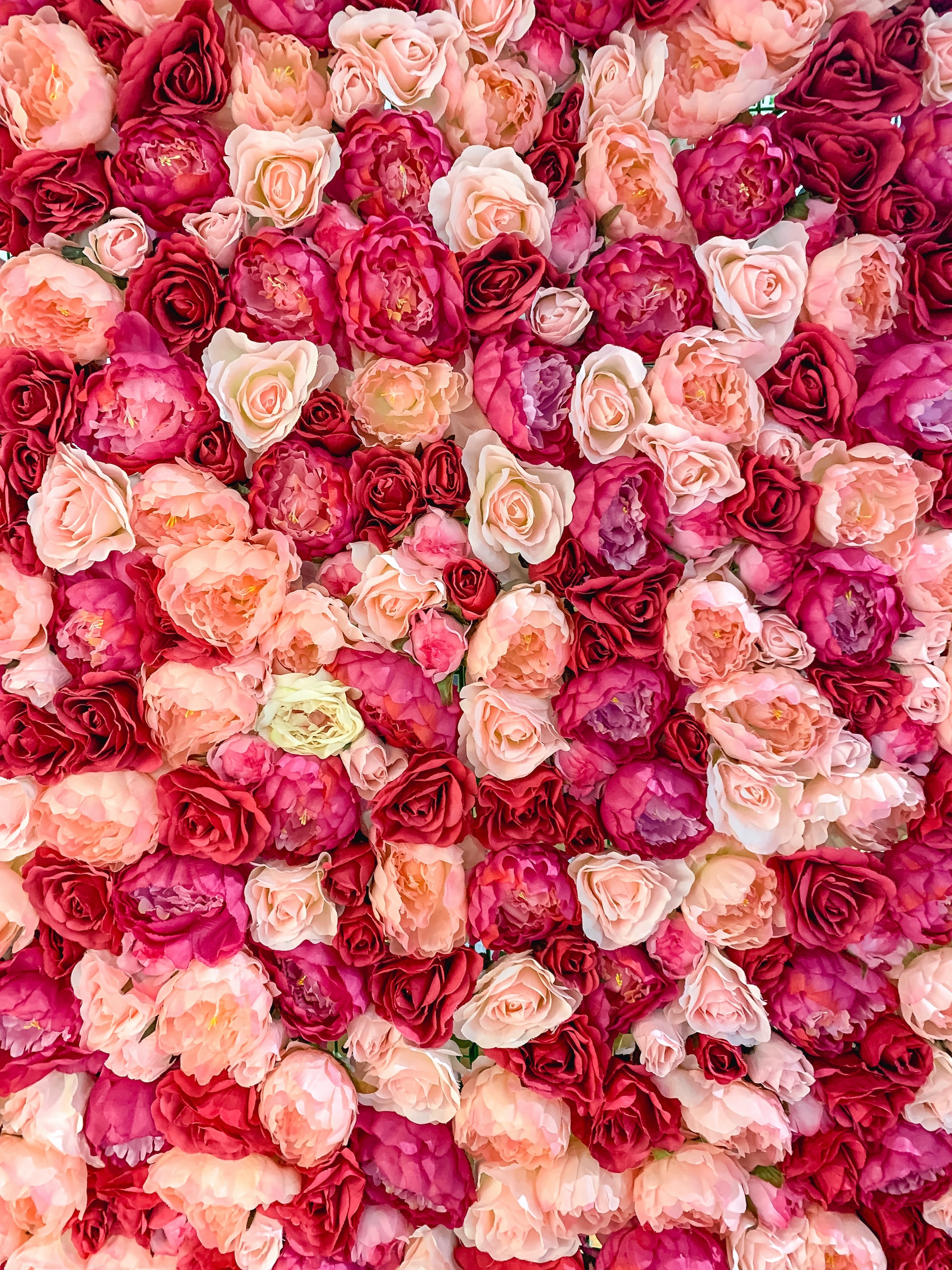 Kaufe rosa Rosen für verschiedene Anlässe