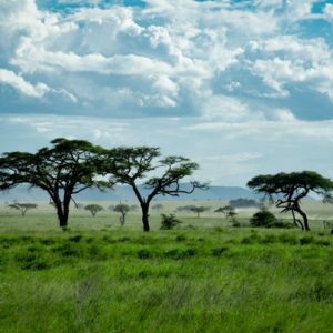 Was ich bei Tanzania Specialist über Safaris in Tansania gelernt habe