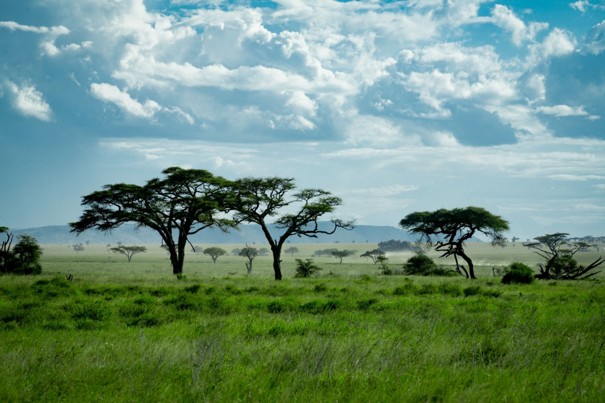 Was ich bei Tanzania Specialist über Safaris in Tansania gelernt habe